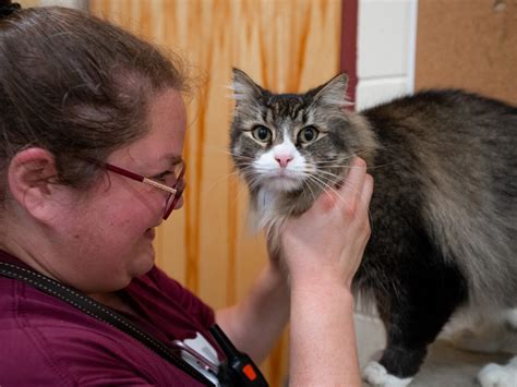 Monadnock humane - Monadnock Humane Society has been in operation since 1875. They focus on animal welfare issues and look to build connections between animals and humans wherever possible. They also educate the local community regarding animal welfare issues, pet overpopulation, and animal cruelty. In 1999 they moved into their current facility that provides shelter for abused, …